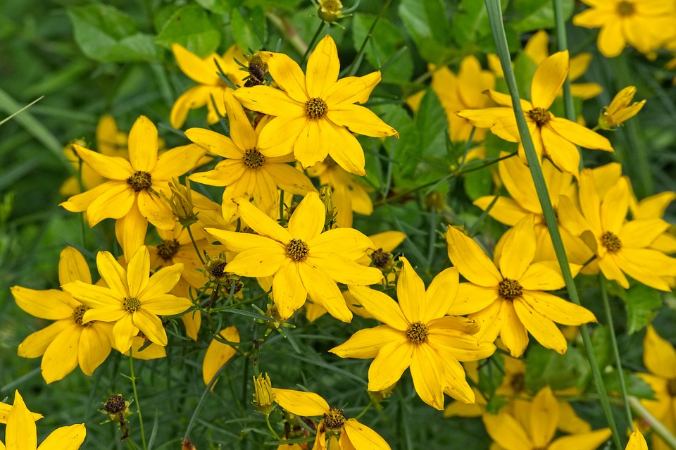 žluté květy topinamburu