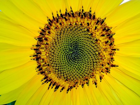 Fibonacciho posloupnost - slunečnice