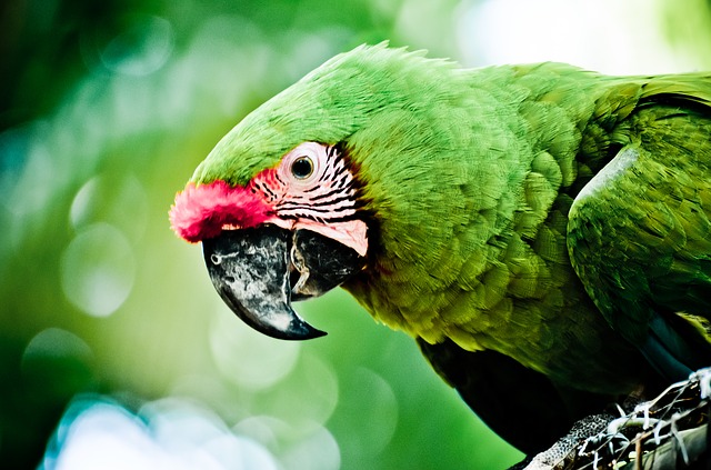 karibský papoušek