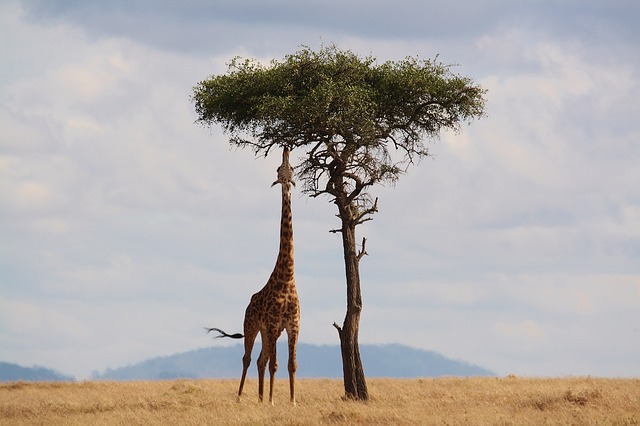 žirafa pod stromem.jpg