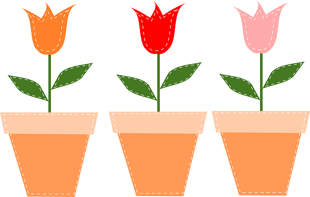 tulipány v květináčích