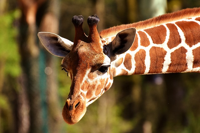 žirafy chová většina zoo
