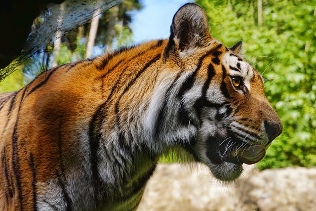 tygři patří v zoo k nejoblíbenějším